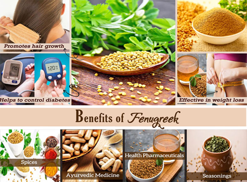 Fenugreek