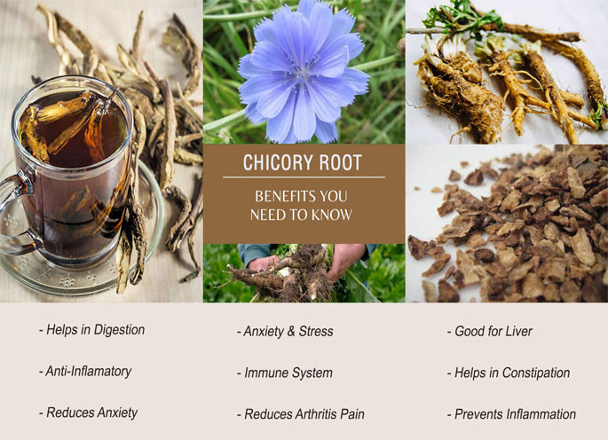 Chicory Root